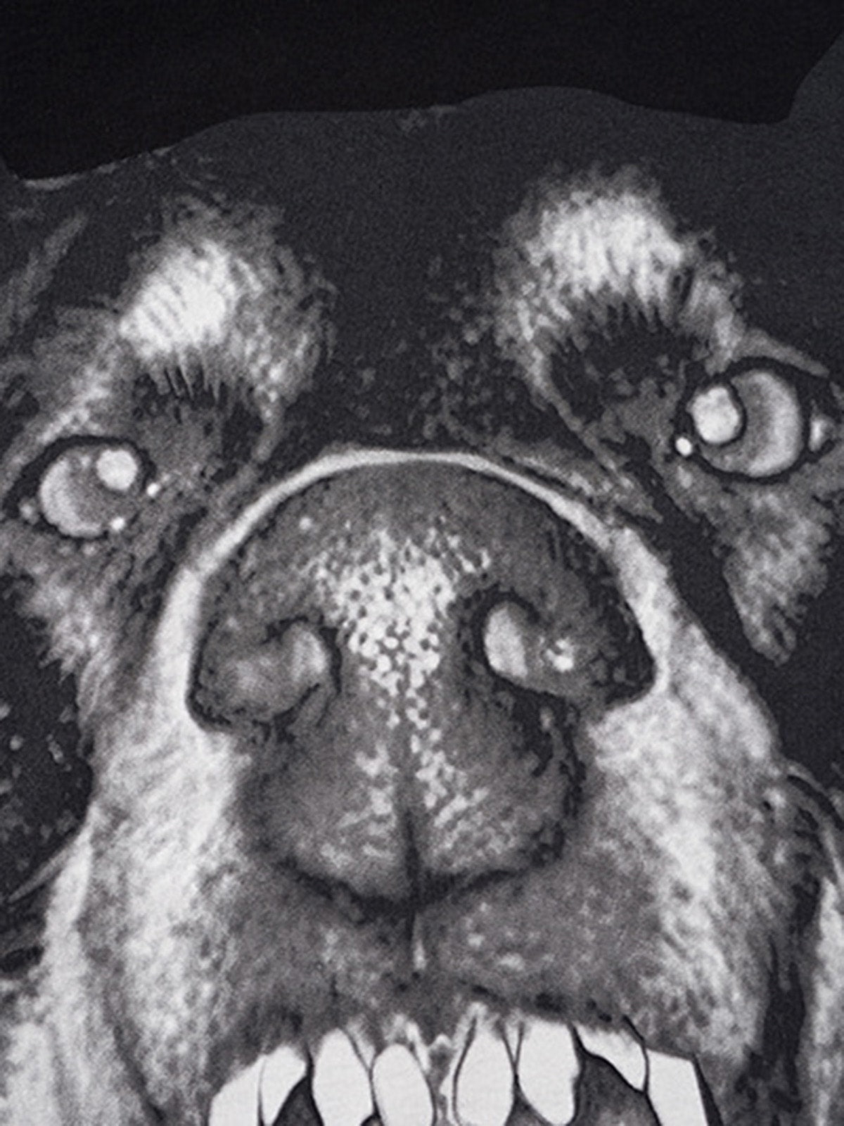 Thesupermade 3D Printed Doberman Dog Head Hip Hop T-shirt - 2063 